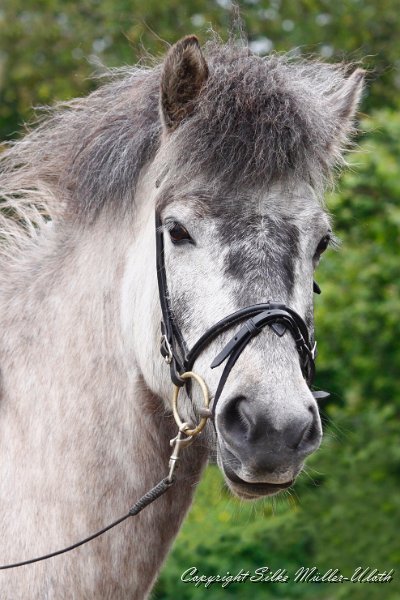 Arndis 2011_05_29 f 2.jpg - Arndis fra Armoti - ein wunderschönes Reitpferd mit viel Potential